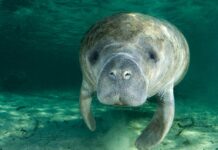 Villa Isabela, Puerto Plata