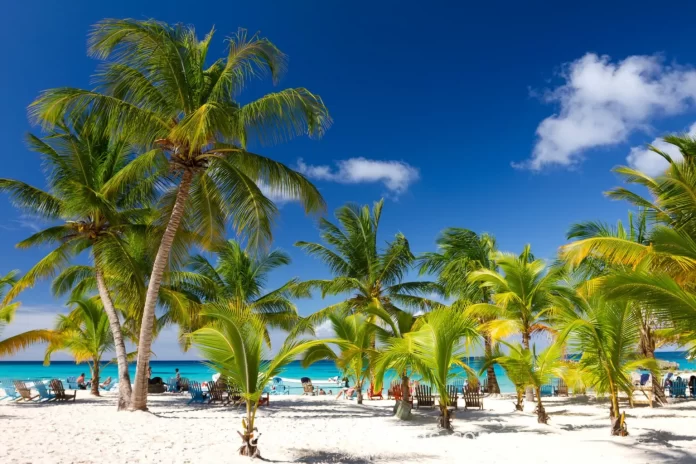 Palmeras-dominicana-